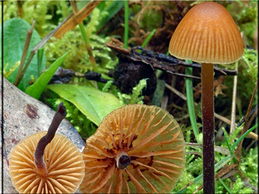 Galerina hypnorum - Moss Bell - In adjoining field